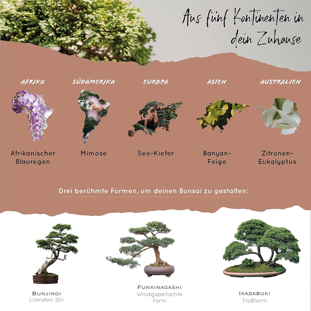 10 semi di bonsai da 5 continenti | Semi di alberi esotici per il tuo bonsai unico | Starter Kit e appassionati di piante | Il nostro set bonsai come idea regalo speciale