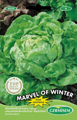 Kopfsalat MARVEL of WINTER, Mehrfarbig, EC6020