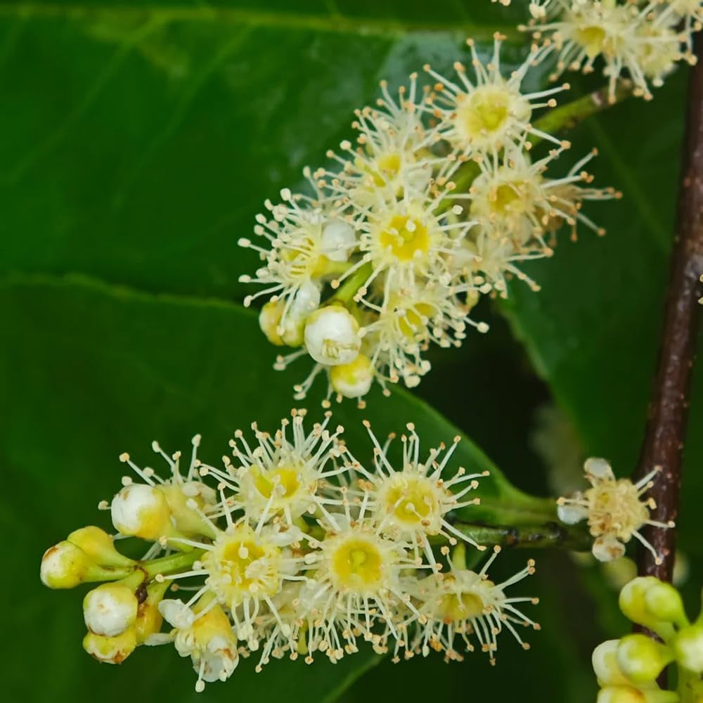 Kirschlorbeer, Prunus Laurocerasus, Pflanzensamen Kirschlorbeer Winterhart, Balkonpflanzen Garten Alte Sorten 200Samen