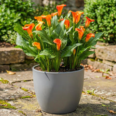 Calla Bulbs Hardy Perenne - Zantedeschia Orange Passion (Arancio) - 5 bulbi da fiore grandi - Piante vere dell'Olanda - Per giardino e vasi (non semi, non artificiali)