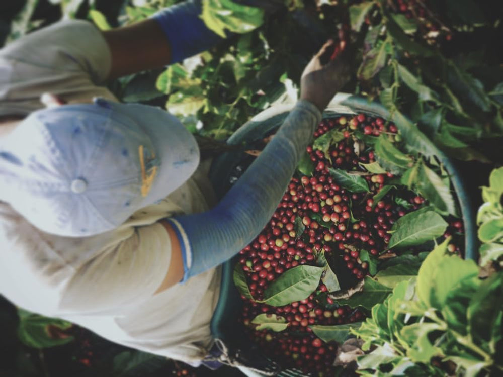 Set de degustare Espresso - 5 sortimente a câte 100g fiecare - Organic și 100% Arabica - Origine unică și amestec - Perfect pentru portafiltre și espressoare