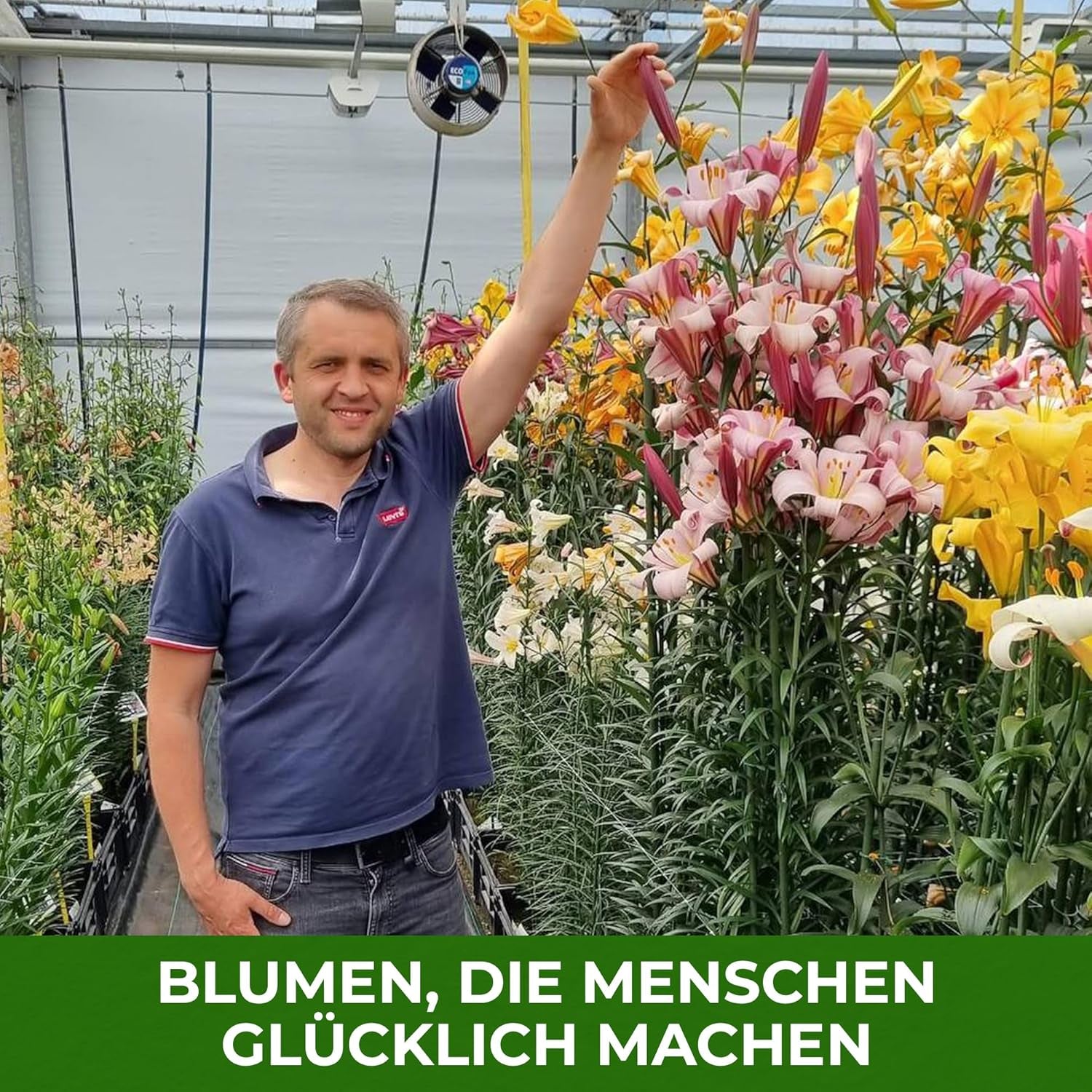 Bulbi di giglio perenni resistenti - Miscela di loto orientale - 10 bulbi - Esclusivi bulbi da fiore olandesi - Per giardino e vasi (bulbi grandi senza semi, non artificiali)