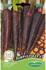 Möhren Purple Haze F1