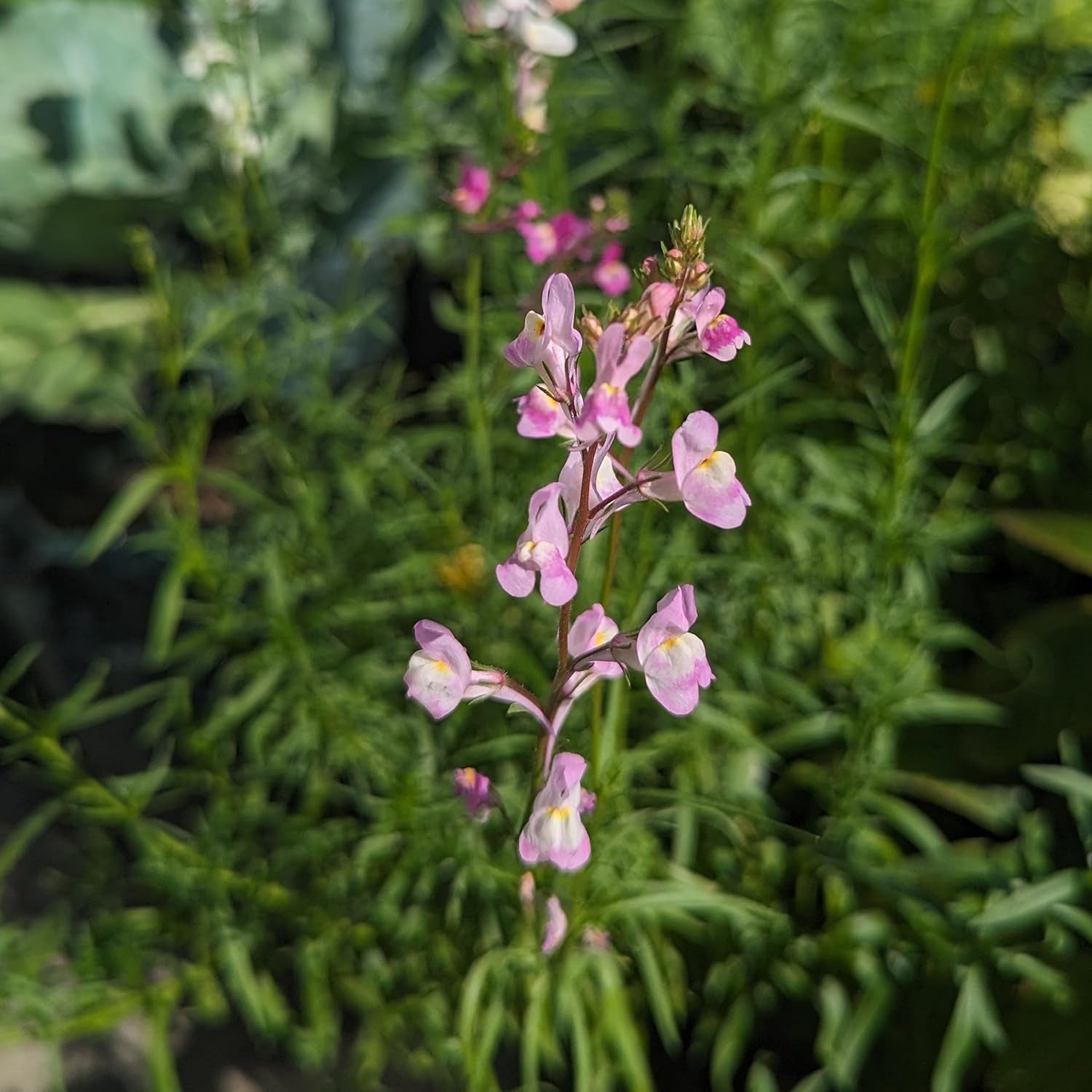 Lino marocchino (Linaria maroccana) ca. 2000 semi di fiori annuali estivi, fiori recisi a fioritura lunga