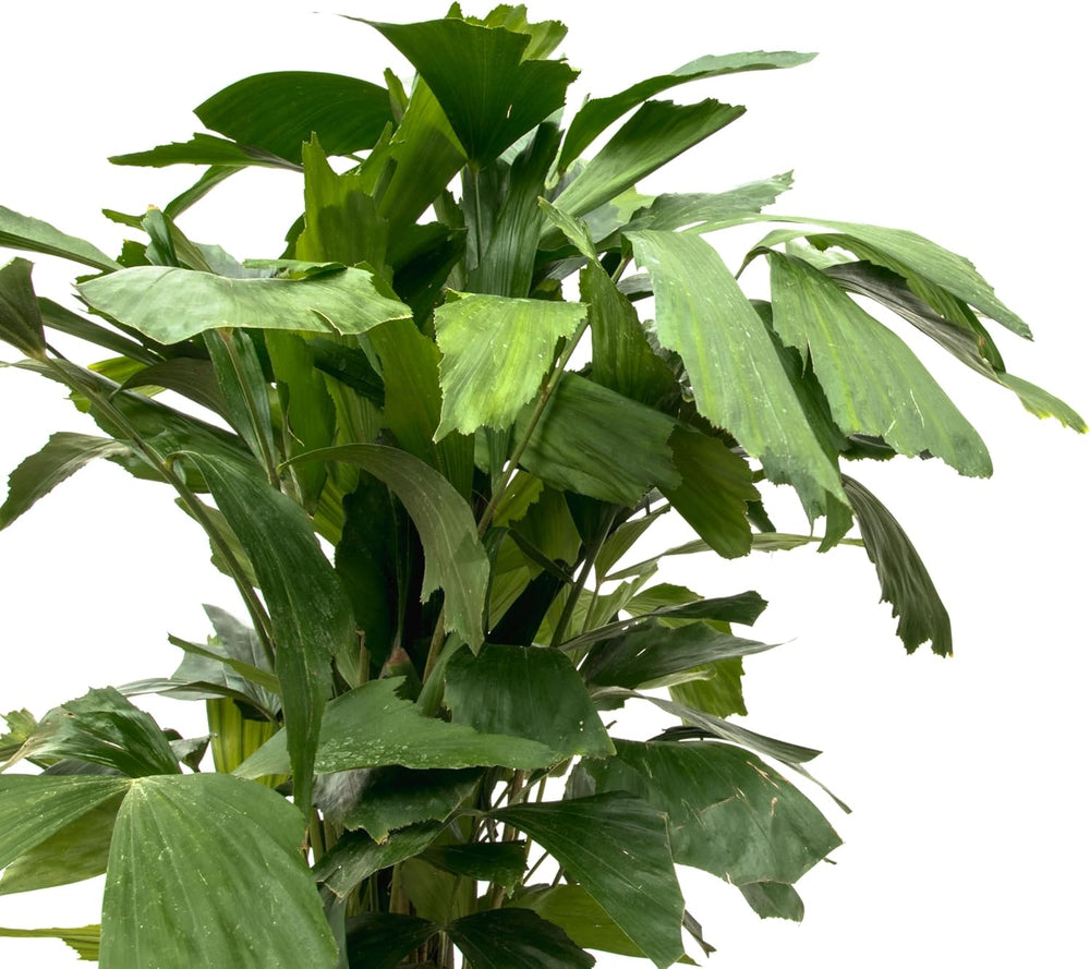 Trendyplants - Caryota Mitis - Fischschwanzpalme - Zimmerpflanze - Höhe 130-150 Cm - Topfgröße Ø24Cm