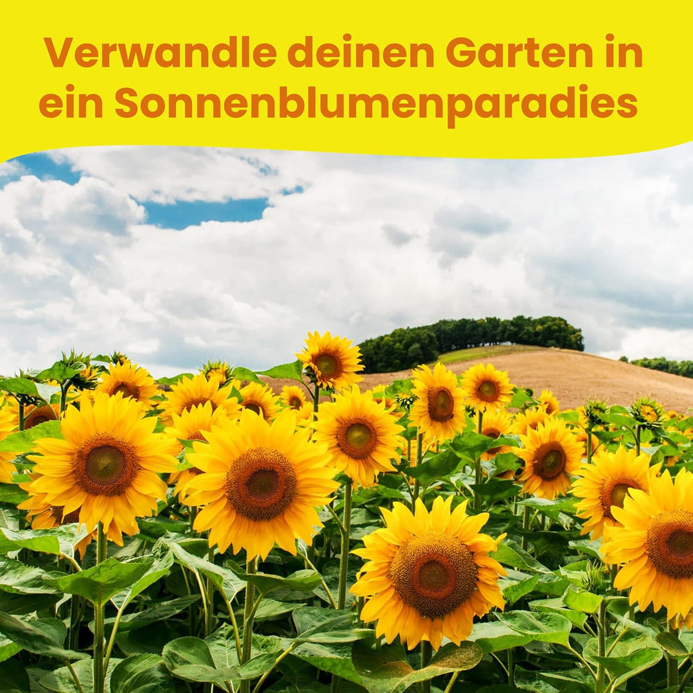 LERAVA® Sonnenblumen Samen Set (4 tipi) - Riesige gelbe & rote Sonnenblume - Zwerg und Sungold Teddy - Premium Sonnenblumensamen für Garten und Balkon - Blumensamen Geschenk für Hobbygärtner