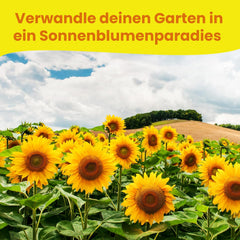 LERAVA® Sonnenblumen Samen Set (4 tipi) - Riesige gelbe & rote Sonnenblume - Zwerg und Sungold Teddy - Premium Sonnenblumensamen für Garten und Balkon - Blumensamen Geschenk für Hobbygärtner