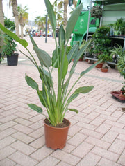 Paradiesvogelblume, Strelitziengewächs, Strelitzia Reginae Im Topf 65-80 Cm, Strelizie Pflanze
