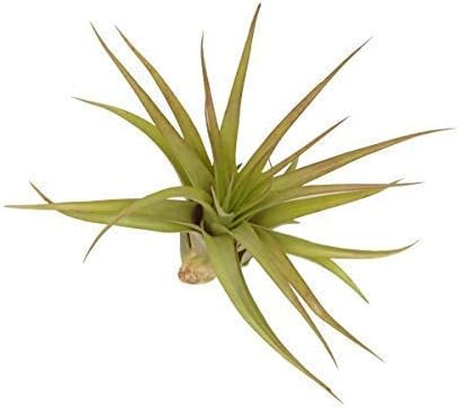 Tillandsia Luft Pflanzen Kollektion Innen Haus Pflanze Blume Für Geschenk Sonder Anlass - Caput Medusae