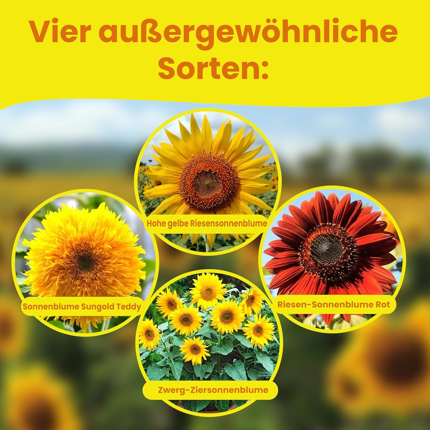 LERAVA® Sonnenblumen Samen Set (4 tipi) - Riesige gelbe & rote Sonnenblume - Zwerg und Sungold Teddy - Premium Sonnenblumensamen für Garten und Balkon - Blumensamen Geschenk für Hobbygärtner