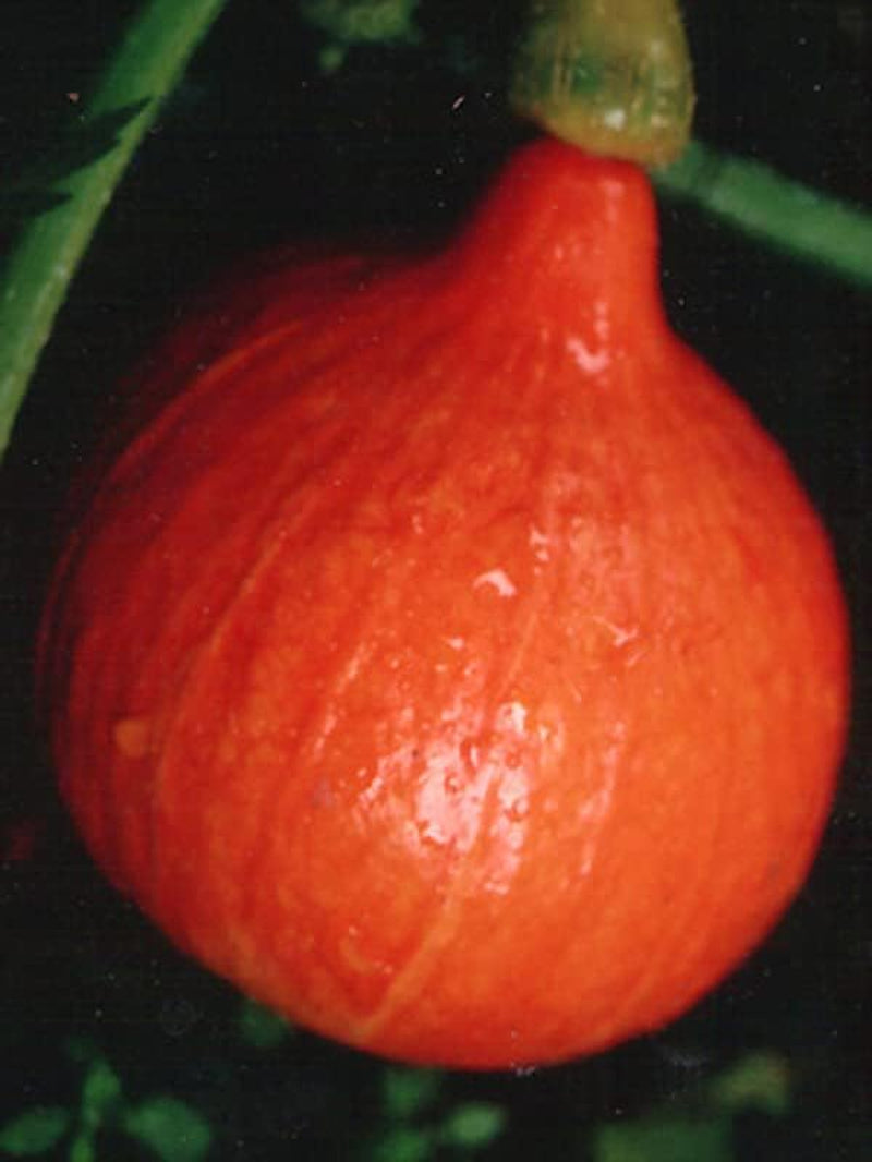 Hokkaido-Kürbis 'Red Kuri' (Cucurbita Maxima) Bio - Ca. 5 Samen