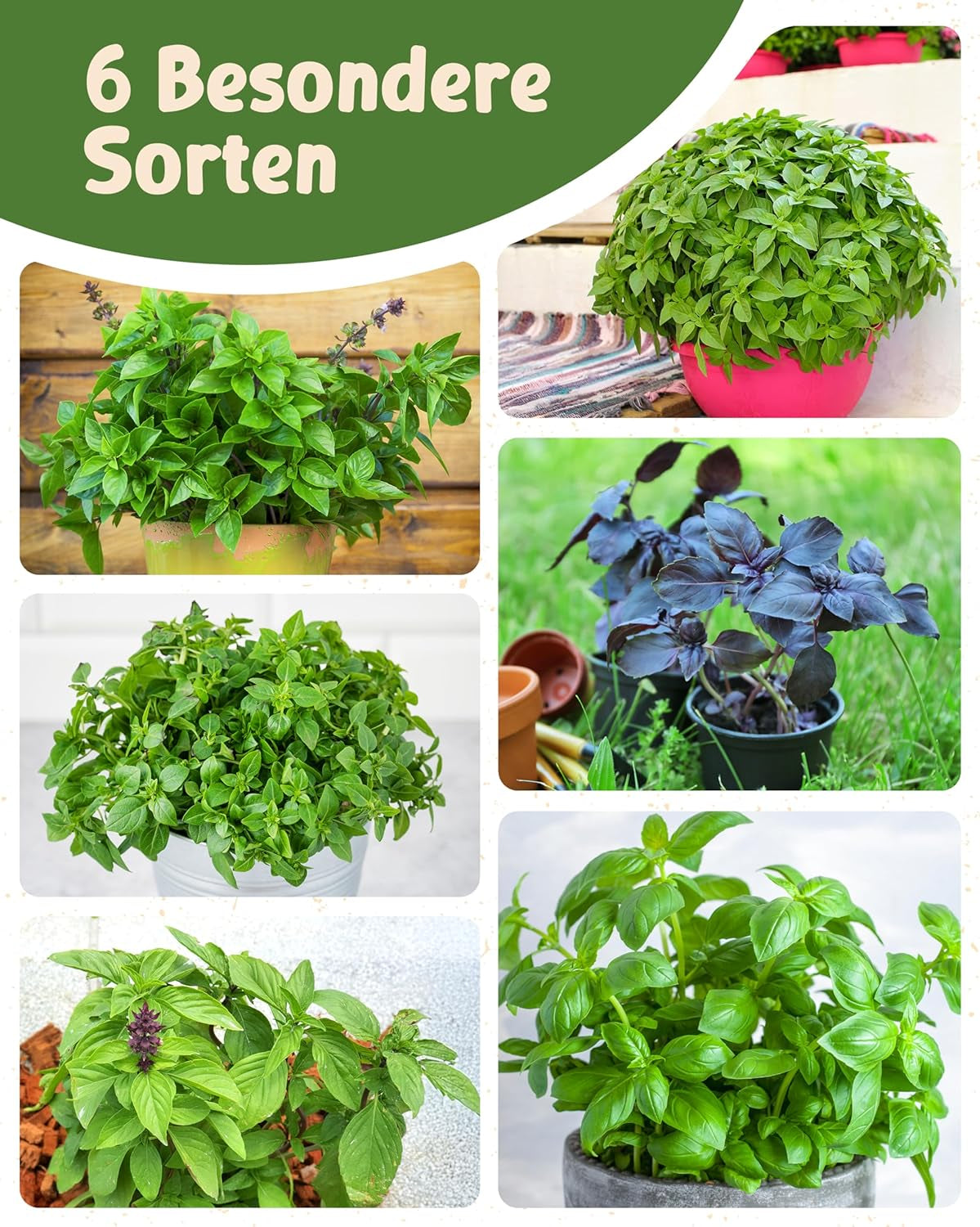 Semi di basilico biologico in set da 6 - 6 semi di basilico per una facile coltivazione in giardino, balcone o aiuola rialzata - Semi di piante - Piantine