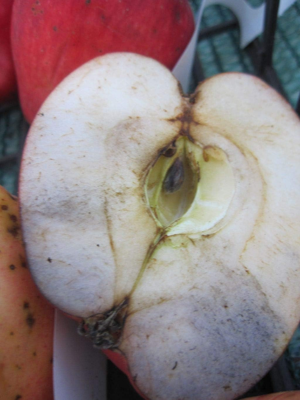 Malus Nathusius Taubenapfel - Tafelapfel Nathusius Taubenapfel