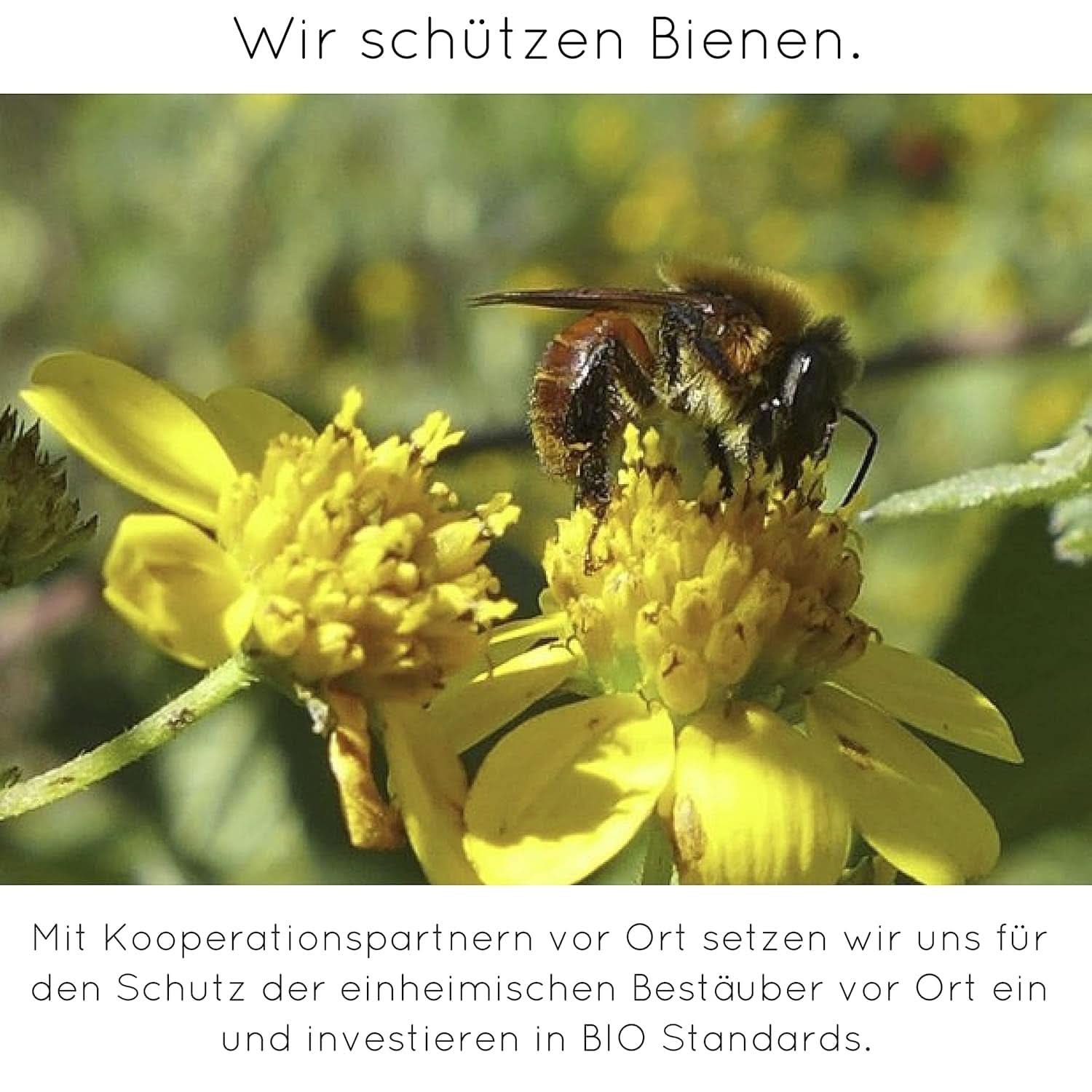 Vaniglia in polvere premium da veri baccelli di vaniglia, naturale, senza zucchero, senza additivi, commercio equo e solidale, vegana (40G senza confezione) da Vanilla Campaign® Flavours Naty Shop