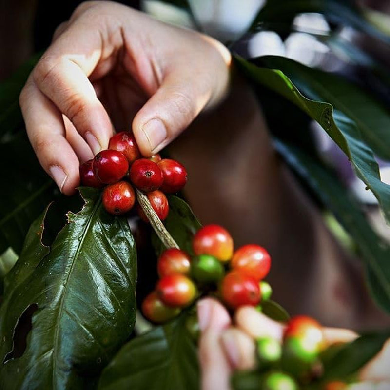 Ganze Kaffeebohnen 100% Arabica aus Äthiopien – 1 kg – Natürlich geröstet – Mittlere Intensität – Fruchtige & Zitrusnoten – Premium-Qualität aus Oromia – Ideal für Espresso & Moka