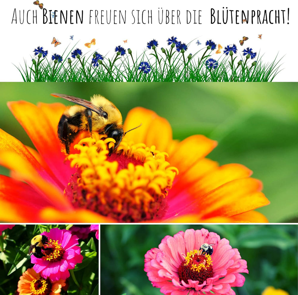 Mix di semi di zinnia (Zinnia) - Fiori estivi colorati per aiuole, balconi, terrazze e come fiori recisi in vasi