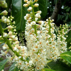 Kirschlorbeer, Prunus Laurocerasus, Blühende Sträucher Kirschlorbeer Winterhart, Steingartenpflanzen Pflanzensamen Exotische 250Samen