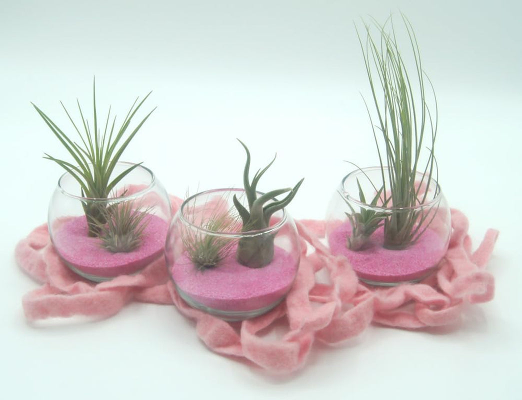 Tillandsien 5Er-Mix Mit EXTRA T. Fuchsii Var Gracilis, Luftreinigende Air Plants, Pflegeleicht, Natürliche Deko, Gärtnereizucht