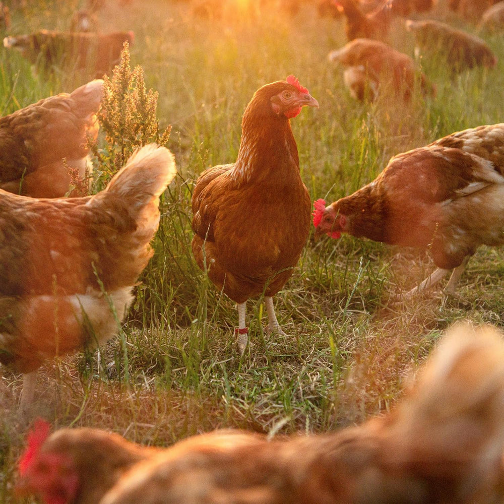 Ida Plus - GoldenEgg 200 ml - ridotto Brucheier & Federfressen - supportato Federwachstum & Federkleid - Wichtige Mineralien & Vitamine für Hühner - Beste Eierqualität bei Ihrer Hühnerhaltung