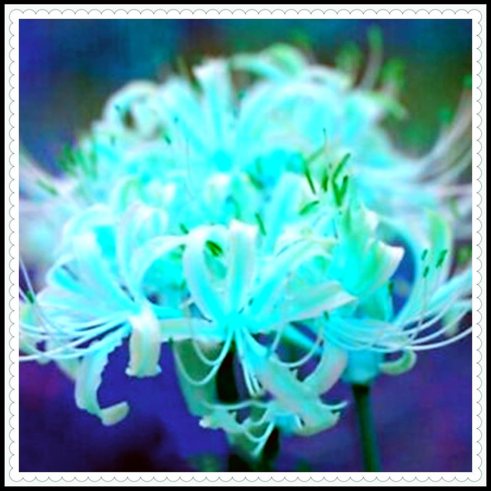 Mix di bulbi da fiore, bulbo magico misterioso, piantagione resistente, bulbo da fiore perenne resistente all'inverno, bulbi resistenti - 3 bulbi di orchidea