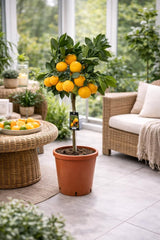 Satsuma-Mandarine Baum 70-100 Cm – Citrus Unshiu – Winterharte Zitruspflanze Mit Süßen, Kernlosen Früchten – Perfekt Für Garten, Balkon & Wintergarten