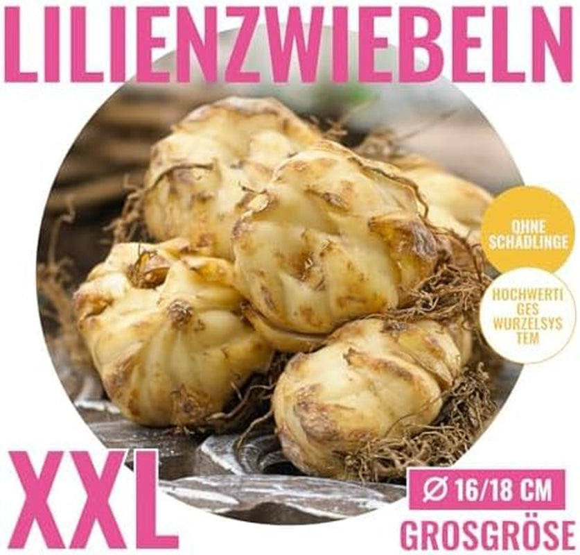 Collezione di bulbi di giglio gigante (15 bulbi di fiori), 5 varietà profumate, 5 di ogni colore, mix di piante perenni resistenti olandesi per il giardino (bulbi grandi, senza semi)