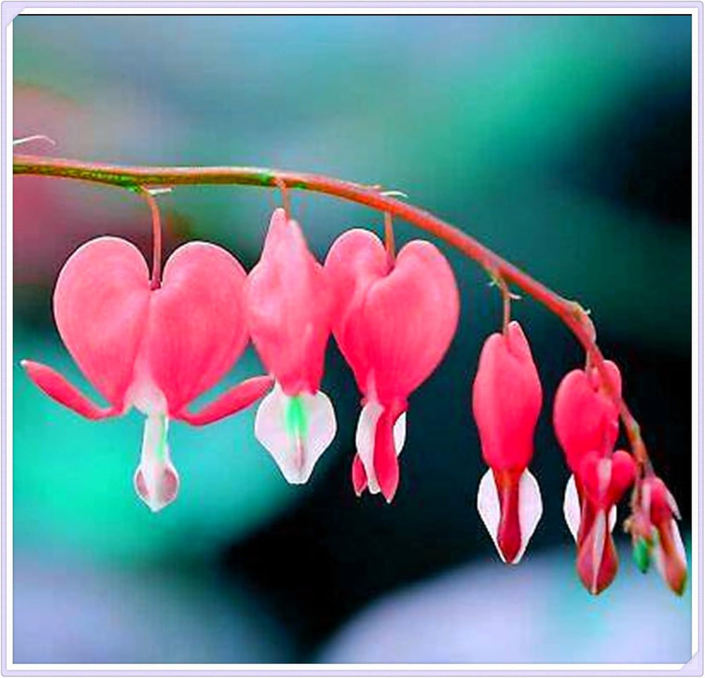 Mix di bulbi da fiore, bulbo magico misterioso, piantagione resistente, bulbo da fiore perenne resistente all'inverno, bulbi resistenti - 3 bulbi di orchidea