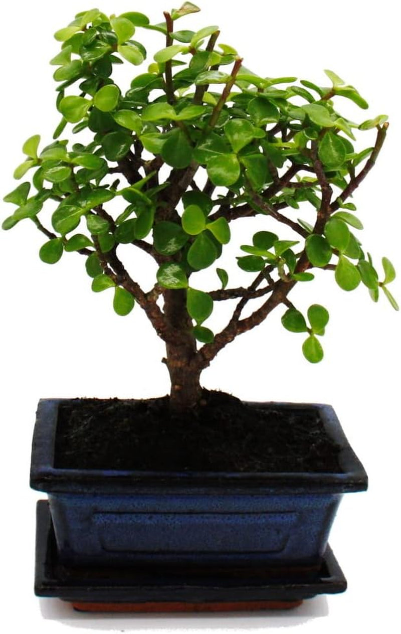 Exotenherz - Bonsai - Portulacaria Afra - Jadebaum - Afrikanischer Elefantenbaum - Ca. 4-5 Jahre - Kugelform