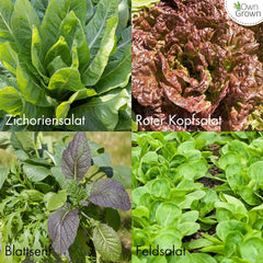 Semi di lattuga: set di 8 varietà di semi di insalata per giardino e balcone - Semi di lattuga, foglie di senape, valerianella (resistente), radicchio, semi di indivia, cicoria - Semi di verdure per insalata di OwnGrown