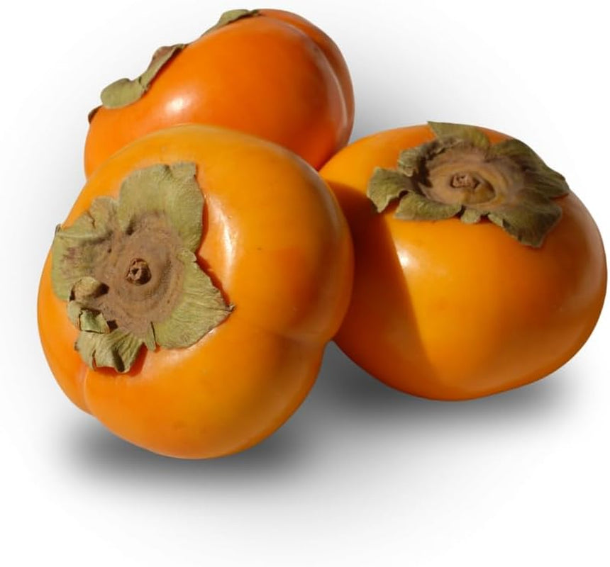 Kakibaum — O'Gosho — Obstpflanze Alte Sorte Im Topf Ø 24~26 Cm — Max. Höhe 160 Cm — 4 Jahre Alt — Italienische Baumschule