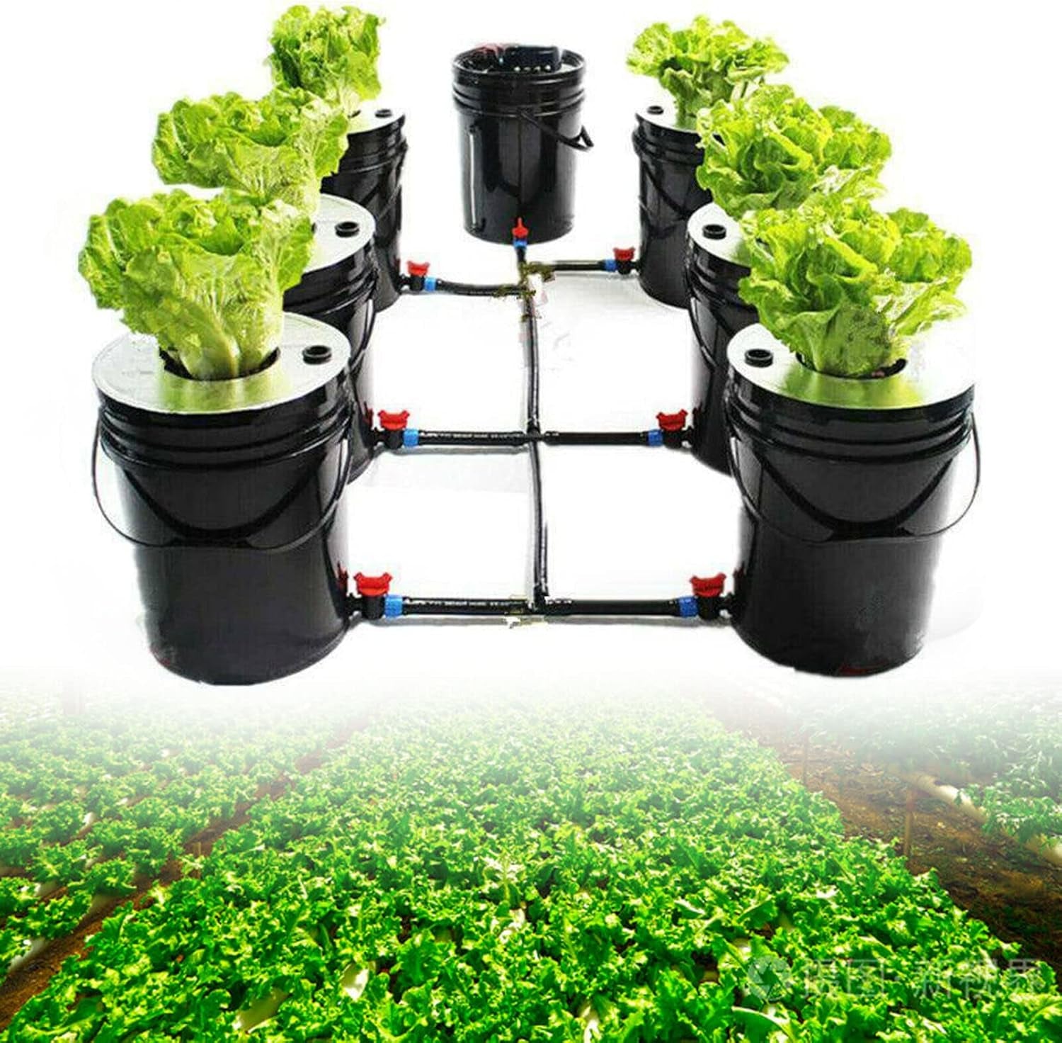 Kit sistema di coltivazione Hydroponische DWC, sistema di coltivazione idroponica per interni, sistema di coltivazione idroponica per casa e cucina con 20 litri di capacità.