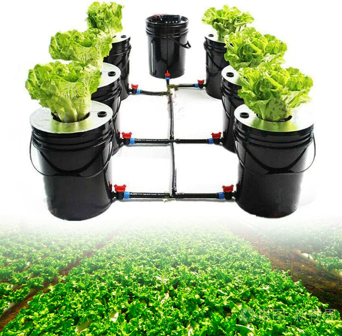 Kit sistema di coltivazione Hydroponische DWC, sistema di coltivazione idroponica per interni, sistema di coltivazione idroponica per casa e cucina con 20 litri di capacità.