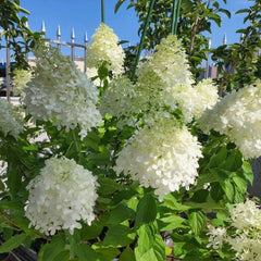 Hortensien Rispenhortensie Winterhart Pflanztopf Rispenhortensien Garden Blumensamen Blühende Sträucher Winterhart 45Samen