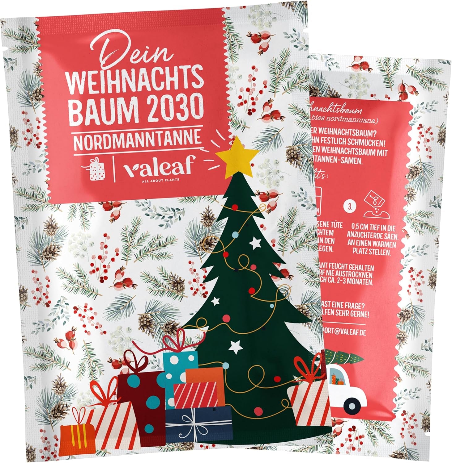 Albero di Natale 2030 - Semi di albero di Natale Nordmann per piantare un albero di Natale, ideale come regalo di Natale segreto di Babbo Natale