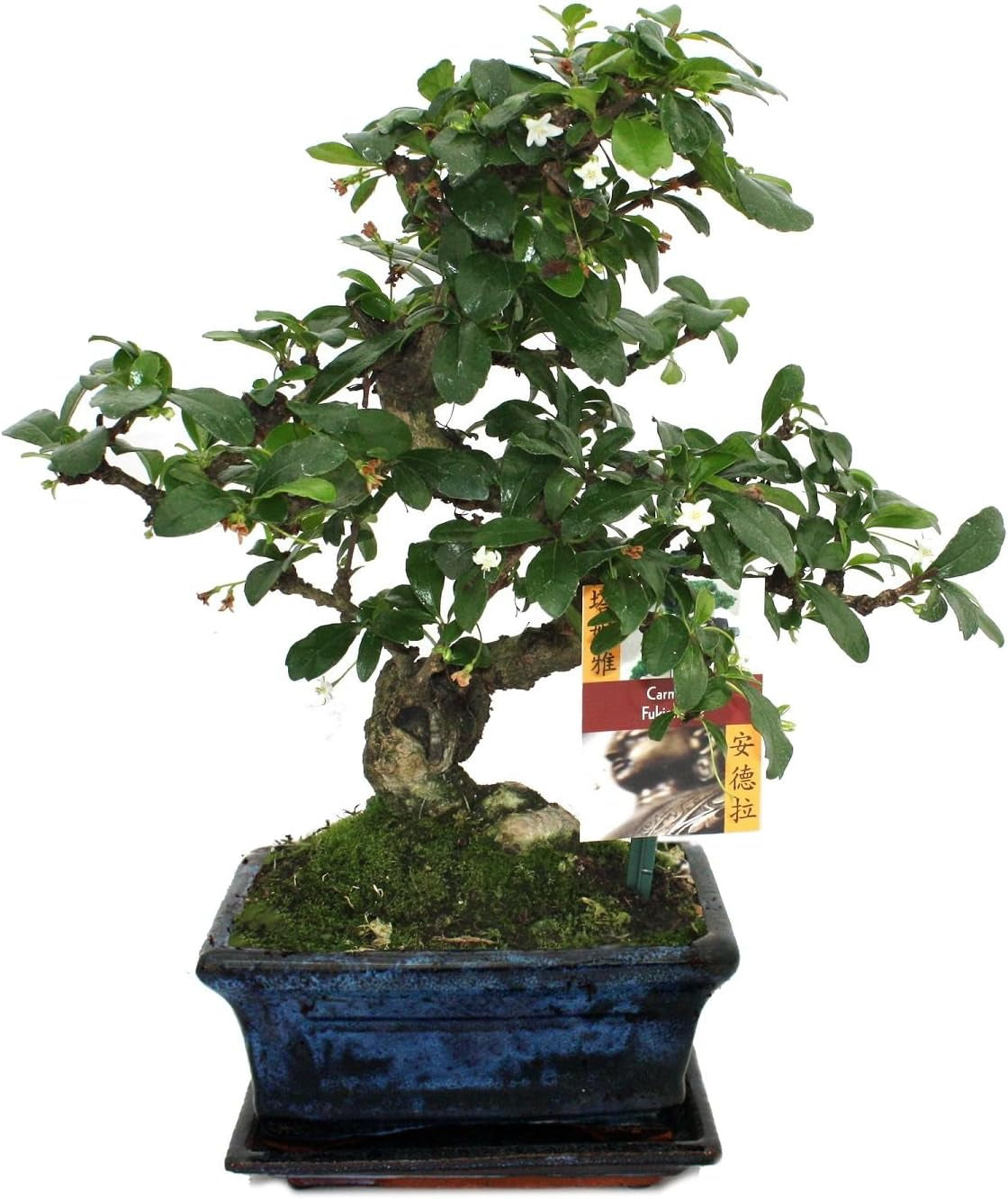 Exotenherz - Bonsai Chinesischer Feigenbaum - Ficus Retusa - Ca. 10 Jahre