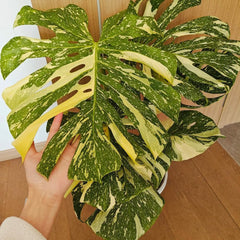 Monsterasamen - Winterharte Balkon Mehrjährige, Outdoor Exotische 30Pcs