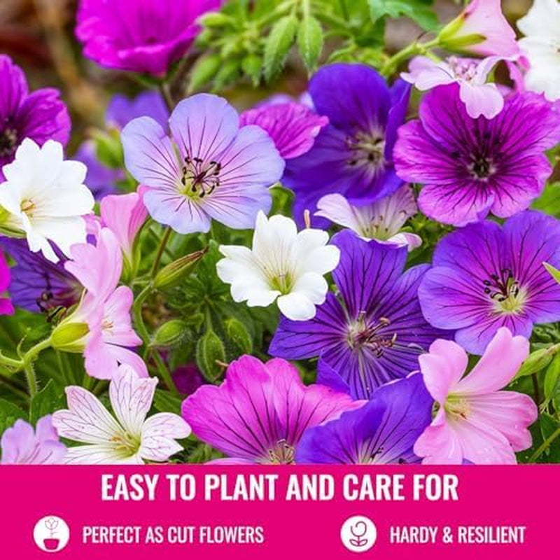 Collezione di gerani super perenni (10 piante/radici) Mix resistente di 5 varietà, grandi ibridi perenni provenienti dall'Olanda, per il giardino, strati di fiori (senza semi, senza bulbi artificiali)