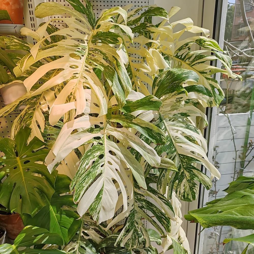 Monsterasamen - Bodendecker Winterhart, Garten Mehrjährig Balkon Outdoor 50Pcs