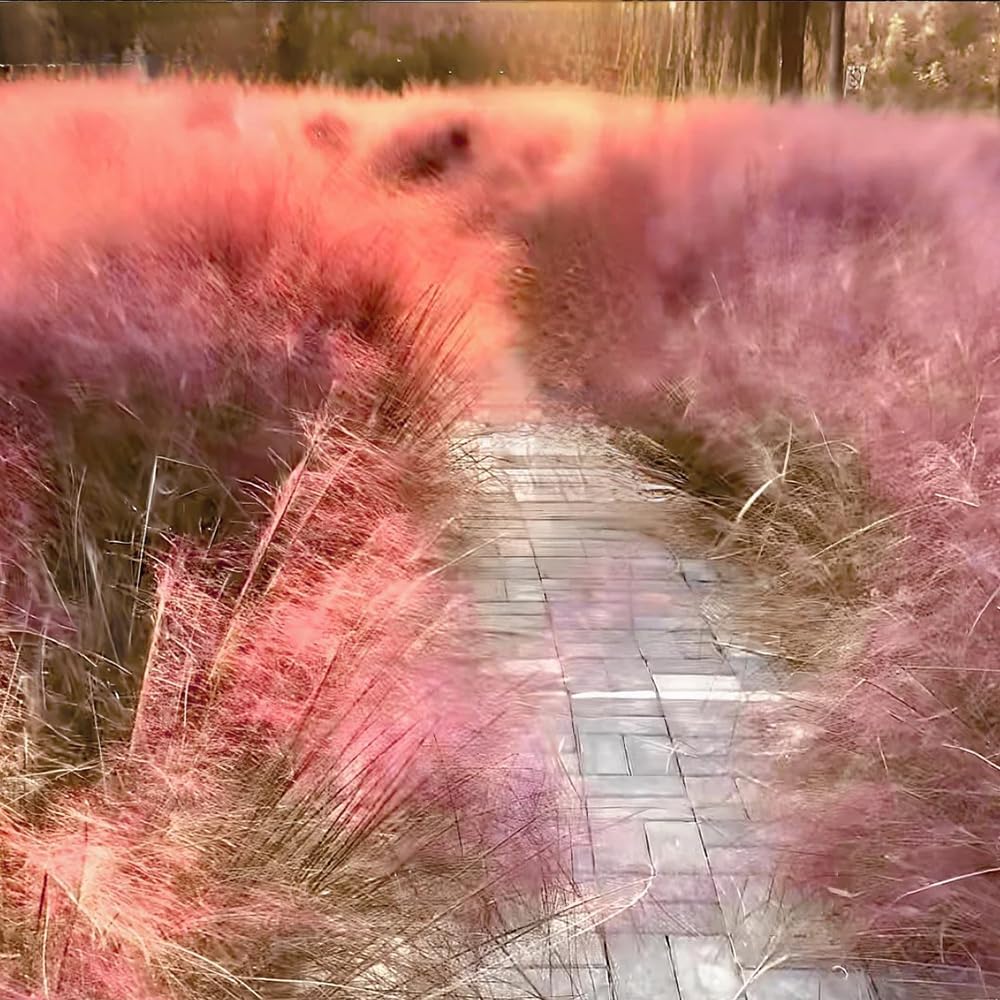 Muhlenbergia Capillaris, Ziergras Balkonpflanzen Winterhart, Hochbeet Topfpflanzen Draußen Winterhart Herbst Deko 400Samen