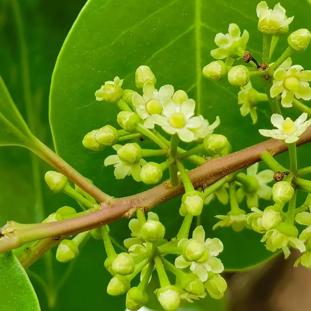 Stechpalme Hecken, Stechpalme Schnell Wachsende Winterharte Kübelpflanzen, Schnittblumen Exotische 100Samen