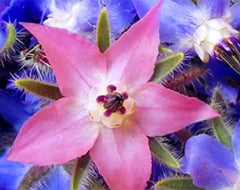 Semi 20 pezzi Borago Officinalis Semi di fiori esotici Giardino fiorito all'aperto Bello e luminoso (Liu Li Ju): 13