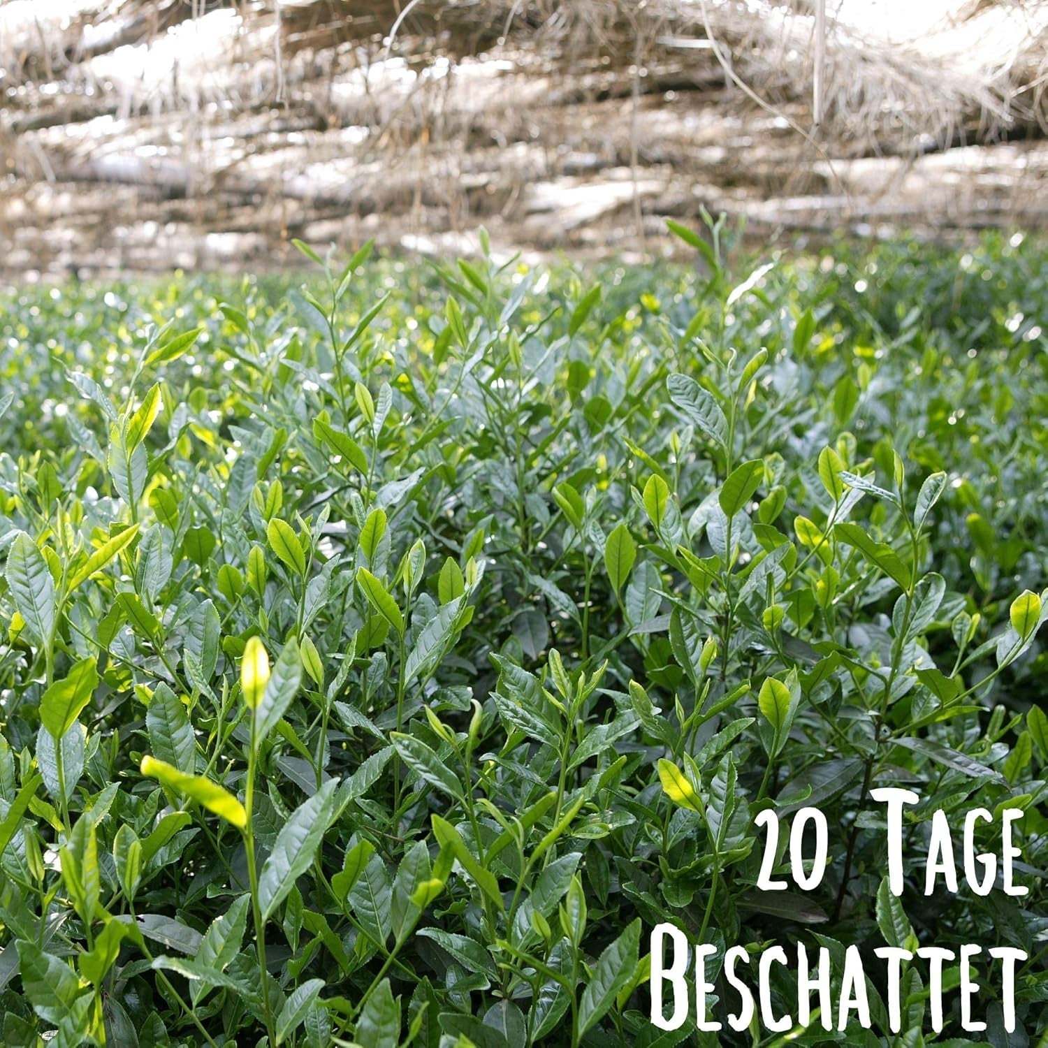 KLUIZ Gyokuro Tokiwa organic - Prima recoltă culeasă manual - Ceai verde japonez I 100 grame I Ceai verde organic