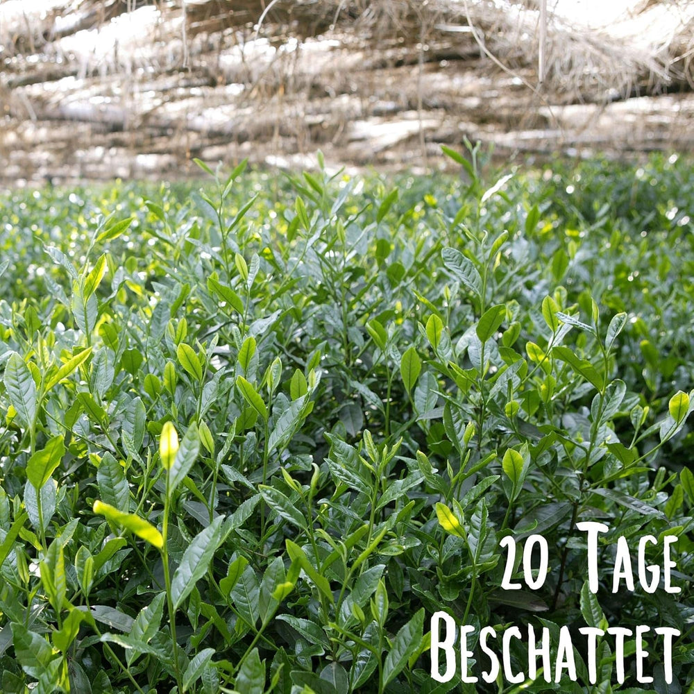 KLUIZ Gyokuro Tokiwa organic - Prima recoltă culeasă manual - Ceai verde japonez I 100 grame I Ceai verde organic