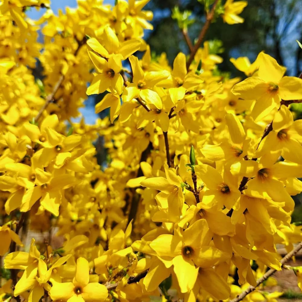Forsythie Strauch, Schnell Wachsende Sträucher Forsythia Suspensa, Bio Kräutergarten Geschenk Stauden Winterhart Mehrjährig Kräutersamen 20Samen