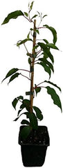 2 X Minikiwi Pflanzen Kens Red Weiblich Und Männlicher Befruchter Actinidia Arguta Kiwai Winterharte Kiwi