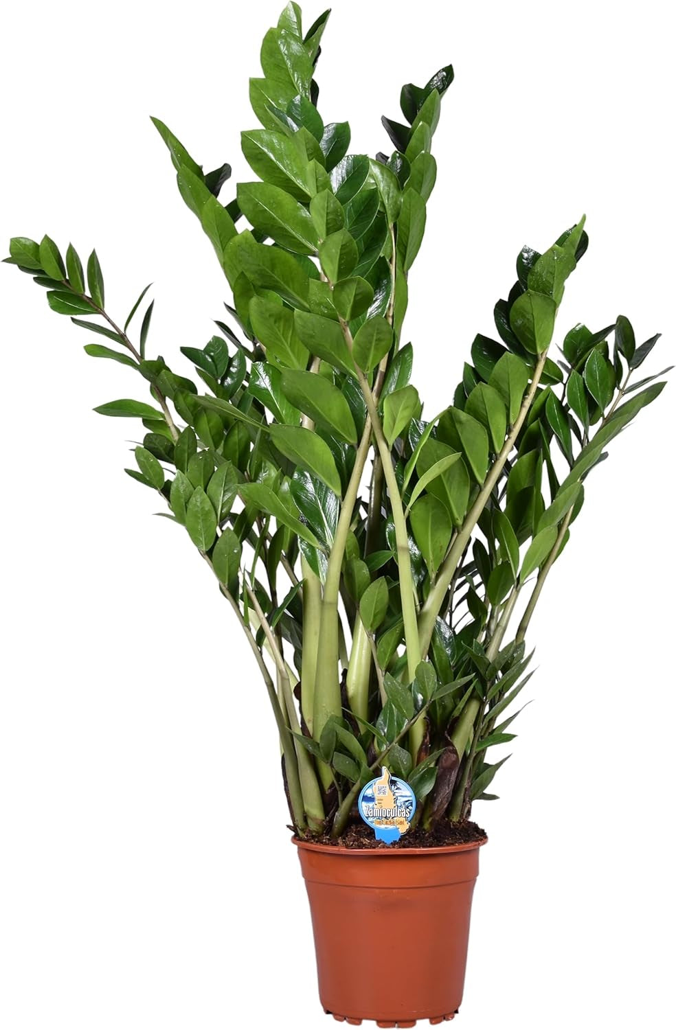 Zamioculcas Zamiifolia Zanzibar 90 Cm - Glücksfeder Zimmerpflanze, Pflegeleicht, Luftreinigend, Ideale Dekoration Für Ihr Zuhause