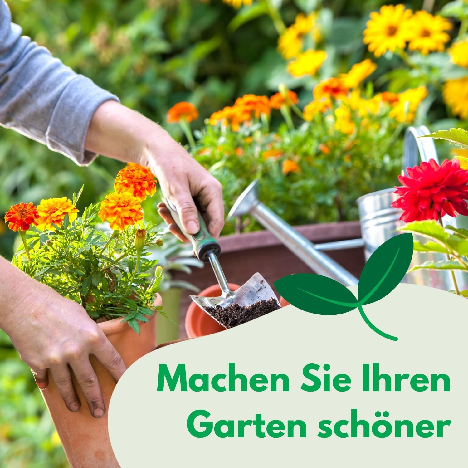 Semi Cosmos Sensation Mix 1g, Cosmos Mix Fiori estivi, Piante da giardino Piante da balcone, Semi di fiori