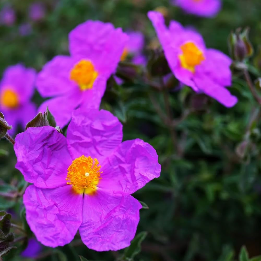 Zistrose Seltene Büropflanzen Zistrosesamen Bonsaibaum Kletterpflanzen Winterharte Kübelpflanzen Zimmerbonsai Schnittblumen Minigarten Sträucher Winterhart Blühend 300Samen