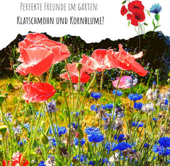 Kornblumen Samen (Centaurea Cyanus) - Wunderschön Leuchtende Blumen Mit Langer Blütezeit Für Eine Bunte Blumenwiese (Rot, 1000 Korn, 80 Cm)