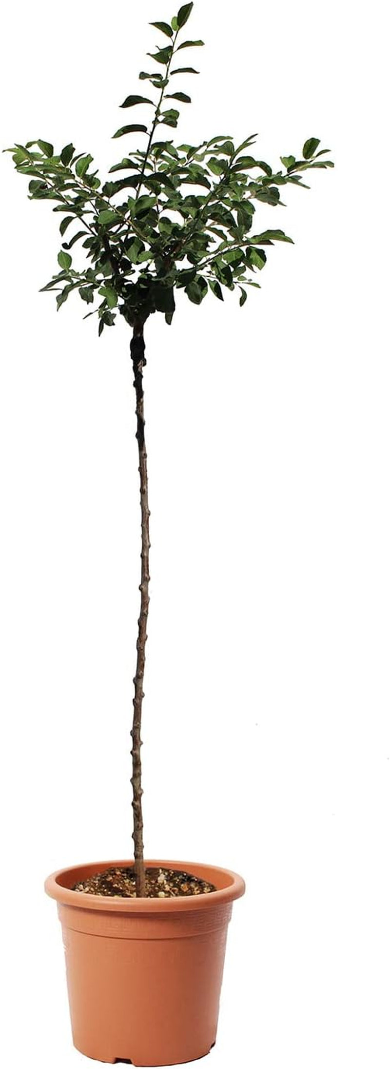 KENTIS – Pflaume Pflanzen – Plum Mirabelle De Nancy – Echte Outdoor Pflanzen – Garten Obstbaum – Obstpflanzen – Topf Ø 28 Cm